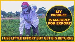 Rosemary Farming: Little Effort But Big Profits || Grow Your Own Money Tree