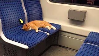 Lonely cat lay in a train and didn't move, but then the unbelievable happened