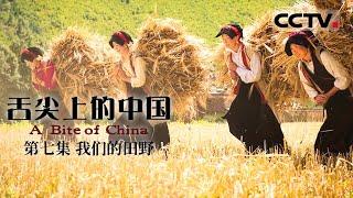 【粤语版】《舌尖上的中國》第一季 A Bite of China EP7 我們的田野【CCTV紀錄】