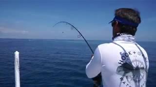 Sailfish eating sardines on the surface with Uncharted Waters host Peter Miller