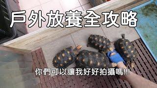 陽台放養全攻略~各種環境注意事項[九桃分享養爬蟲-《Reptiles》]