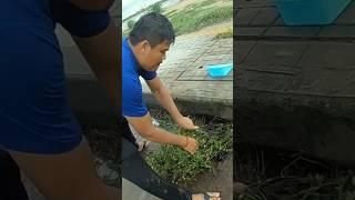 Remove Grass Clogging Abandon Culvert Drain On Street #unclog #clean #drain #remove #shorts