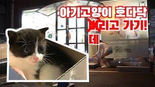 버려진 고양이 키우기 : 병맛 고양이 예능 1편 | 고양이 산책