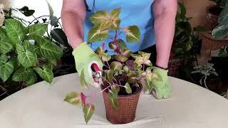 How and Where to Prune Houseplants