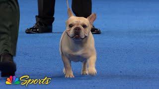 National Dog Show 2024: Non-Sporting Group (Full Judging) | NBC Sports