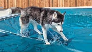 My Dog JUMPED On The Swimming Pool Cover!