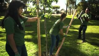 TreePeople - Staking a Tree