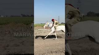 HORSE RACING BAREBACK RIDING #horse #horseracing #horselover #marwarihorse #horsesports