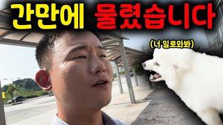 8년동안 마음대로 짖고 마음대로 물면서 살아온 ”어쩔왕“ 폼피츠 | 강아지 문제 행동교정 | 댕쪽이상담소