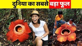 दुनिया का सबसे बड़ा फूलWorld's BIGGEST Flower #rafflesia #shorts