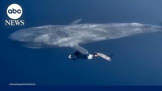 Diver swims alongside blue whale