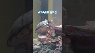거북이의 속도 #turtle #거북이 #반려거북이