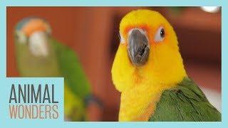 Meet And Greet: Ecuador the Jenday Conure