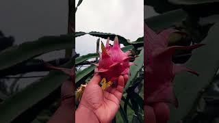 Harvesting fresh dragon fruits. #rooftopgarden #garden #dragonfruit #gardening