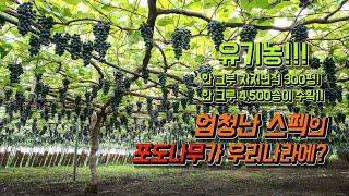 [도덕현유기농포도원] 한그루에 4500송이 포도가 열리는 나무의 비밀!