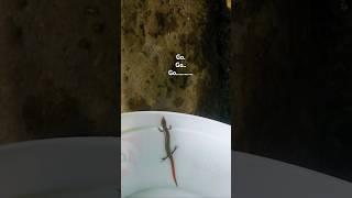 Beautiful animal in nature#nature #youtubeshorts  #shortvideo #shorts #ytshorts  #wetter #viralvideo