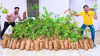 How to Plant 1000 Trees To Save Earth