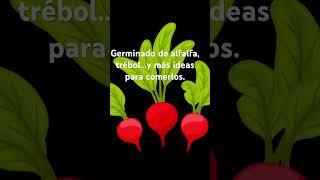 Mix de germinado, tréboles, rábano y…y más como comerlos.
