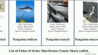 List of Fishes of Order Siluriformes Family Shark catfish. pangasius indicus Striped Pseudolais