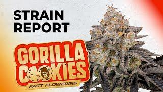 Gorilla Cookies FF | Strain Review | Fast Buds