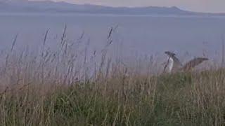 Royal Albatross Fledges! Watch Top Flat Chick Fly Out To Sea In New Zealand | DOC | Cornell Lab