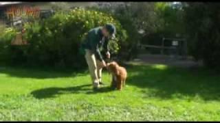 Dog training-Teach a dog to walk on lead www.sidneyaarons.com.au