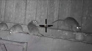 Ratting in pig farm at night 2023 | Rat hunting | Rats Shooting with thermal scope