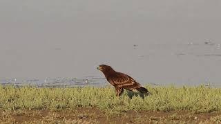 Greater Spotted Eagle