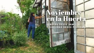 De a poco lo tenemos todo! Árboles desde semilla y Gallinas Ponedoras