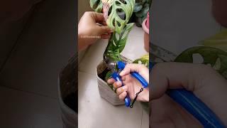 This Trick Can Turn Your Plant Bushy Fast!