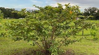 Fruit Tree Tour…7-18-24 central Florida zone 9B