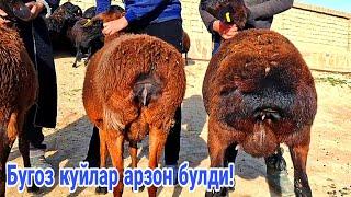 Арзон булди! Бугоз куйлар!