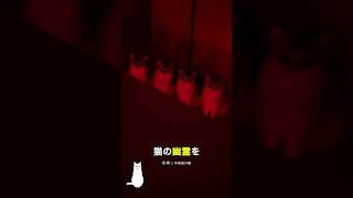 ネコのお化けを見た男の反応