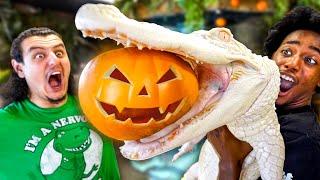 My Giant White Alligator Vs. Pumpkin!