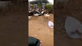 TWO GUYS ARRESTED FOR STEALING 11 GOATS AT DROBO