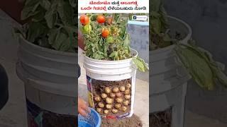 Growing Potatoes and Tomatoes on One Plant—Here’s How! #shorts #potato #tamato #grafting