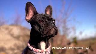 Unterwegs im Harz mit Französischer Bulldogge | Anni und Bella‘s Life