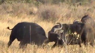 Cape Buffalo do battle