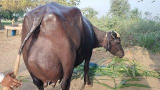 Watch nili Ravi buffalo for sale in Punjab Pakistan on YouTube--1--10--20--24-