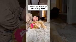 Poor boi is embarrassed️ #goldenretriever #mansbestfriend #cuteboi