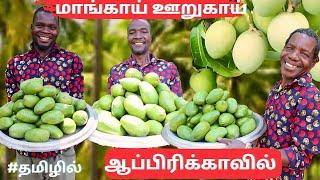 INSTANT MANGO PICKLE | மாங்காய் ஊறுகாய்|  Mango Pickle | Mangoes | Village life | Africa