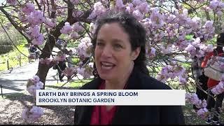 Cherry blossoms bloom for spring at the Brooklyn Botanic Garden