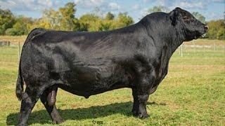 Black Angus bulls