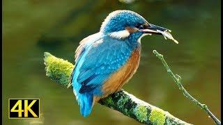 Der Eisvogel bei der Jagd (Kingfisher fishing) [4K]