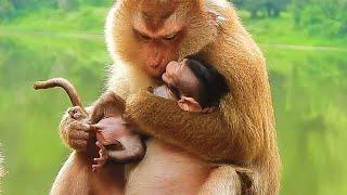 Monkey & Primates, Poor Old Single Mom Hug Sweet Kiss Love Baby Macaque Much, So Lovely Baby Monkey