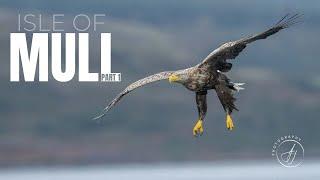 Wildlife Photography on Mull || Eagles & Otters || Part 1 || 4K