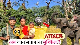 अब फसल को छोड़िए जान बचापाना मुश्किल..? | Elephant , Wild Animals Videos | Farmers | Sr ekka vlog |