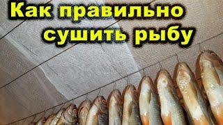 Как правильно сушить рыбу