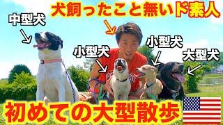 犬飼ったことないド素人が犬4匹と散歩したらバカいい思い出になった