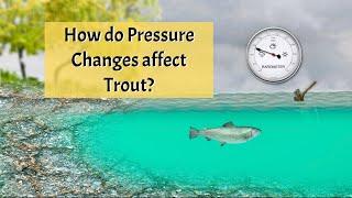 How does Pressure Affect Feeding Trout?